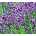 Lavander oil