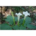 Scopolamine butylbromide; Flos?daturae extract