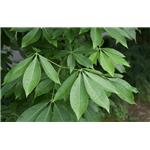 Escin; Horse chestnut extract