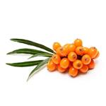 Hippophae Seed Oil