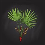 Saw Palmetto extract