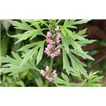 Motherwort Herb P.E