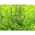 Motherwort Herb P.E