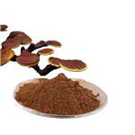 Reishi mushroom extract