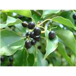 D-CAMPHOR; Camphor tree extract