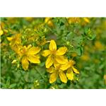 St.-John's-wort, Hypericum perforatum, ext; Hypericin