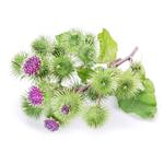 Arctium Extract