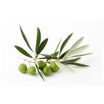 3,4-Dihydroxyphenylethanol; Olive leaf extract