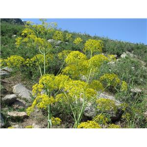 Ferula extract