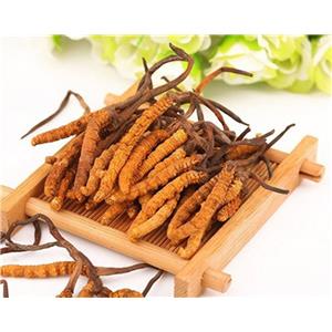 CORDYCEPS