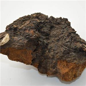 Chaga extract