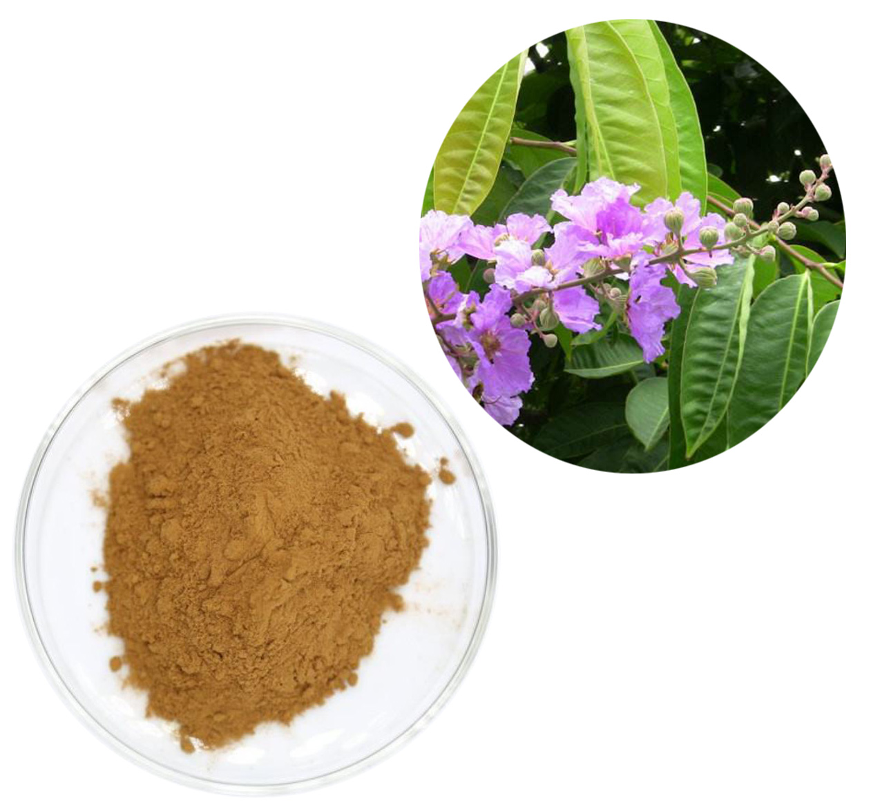 Banaba Leaf Extract