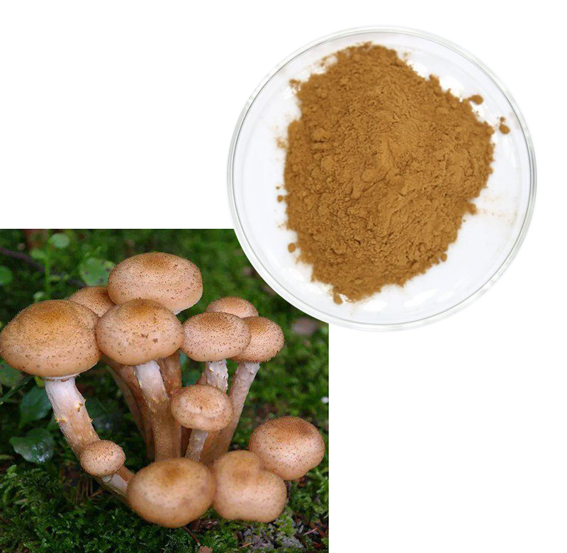 Armillaria extract