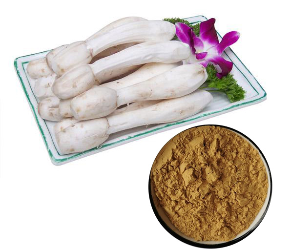 Coprinus Comatus Extract