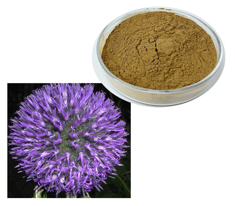 Echinops Sphaerocephalus Extract