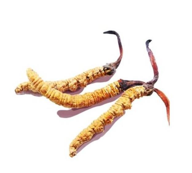 Powdered Cordyceps Mortierella Mycelia