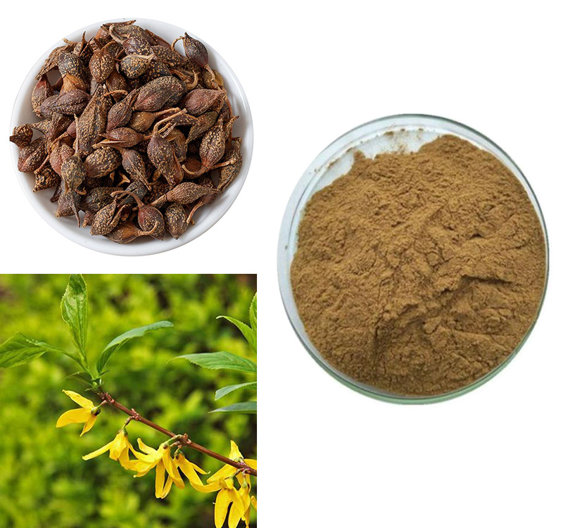 Weeping Forsythia Extract CP2000