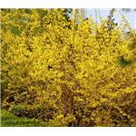 Forsythia powder