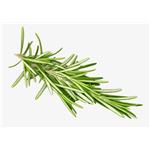 ROSEMARY EXTRACT