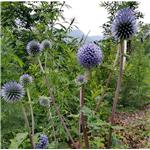 Echinops Sphaerocephalus Extract