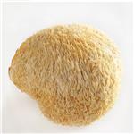 HERICIUM ERINACEUS POWDER