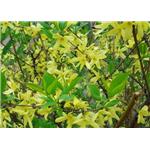 Weeping Forsythia Extract CP2000