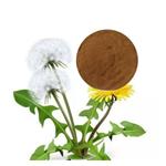 DANDELION POWDER