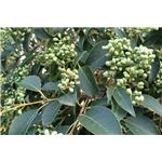 Oleanic acid; Ligustrum lucidum Ext