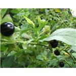 Belladonna Extract