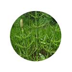 Equisetum arvense extract