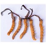 Cordyceps Extract