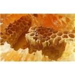 Propolis flavonoids