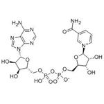 β-Nicotinamide Adenine Dinucleotide（NAD+）