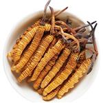 Cordyceps 