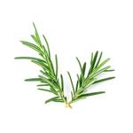 ROSEMARY EXTRACT