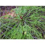 Equisetum arvense extract