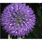 Echinops Sphaerocephalus Extract