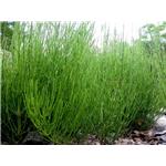 Equisetum arvense extract