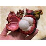 Garcinia mangostana, ext.