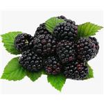 MulberryExtract