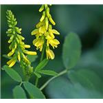 Melilotus officinalis, ext.