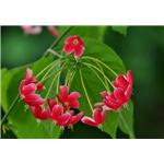 Rangooncreeper Fruit Extract