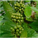 Chlorogenic acid; Green coffee bean extract