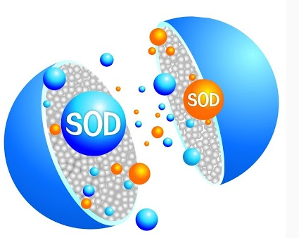 Superoxide dismutase