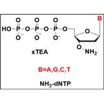 NH2-dNTP