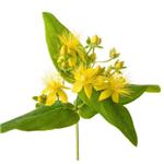 St. John′s Wort Extract