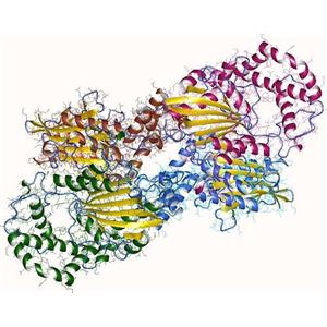 Phosphatase