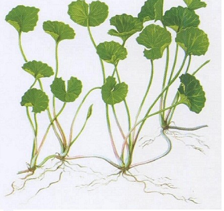 Centella asiatica extract