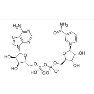 β-Nicotinamide adenine dinucleotide