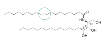 Ceramide NP1 